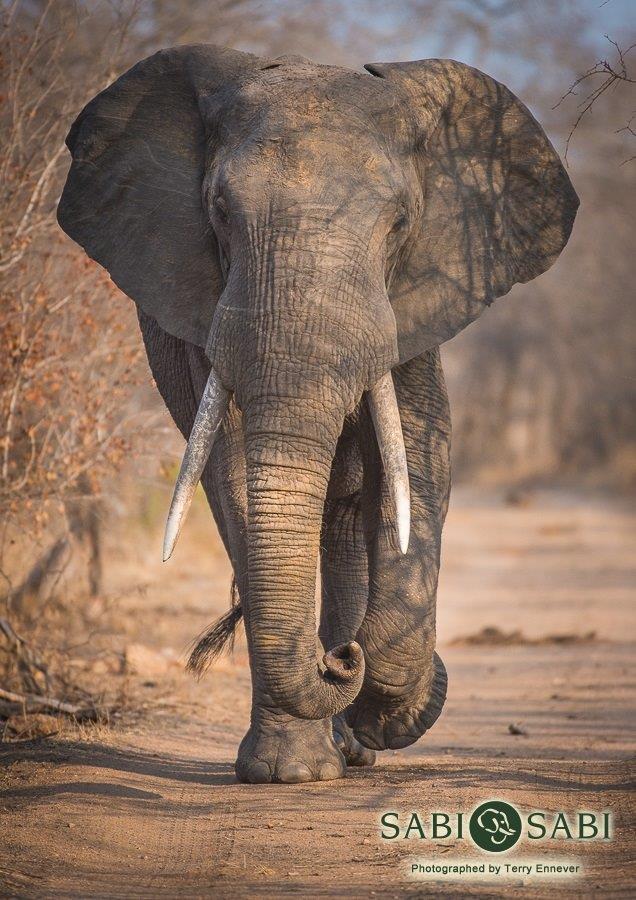 03Terry Ennever Elephant Walk Final 1