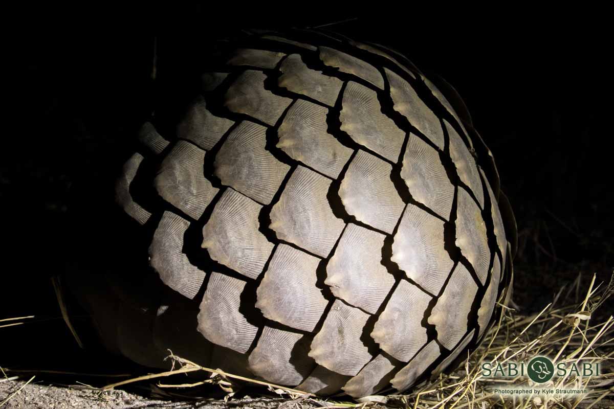 04Kyle 23 July Pangolin 21 Final 04Kyle 23 July Pangolin 21 Final