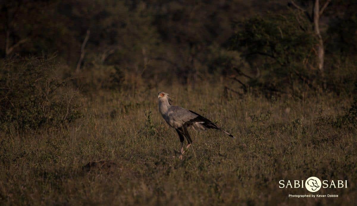 05Kevan Dobbie Secretary Bird 290418 Final 1 05Kevan Dobbie Secretary Bird 290418 Final 1