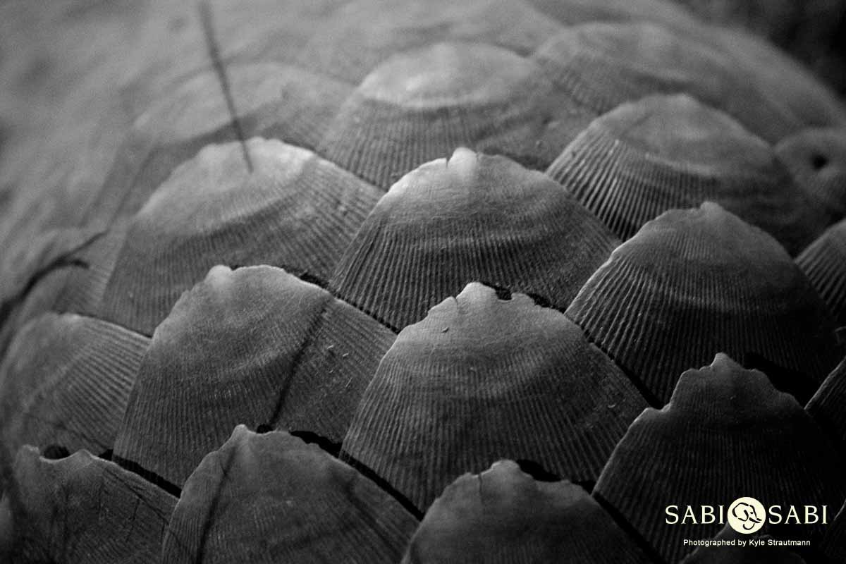 05Kyle 23 July Pangolin Final 05Kyle 23 July Pangolin Final