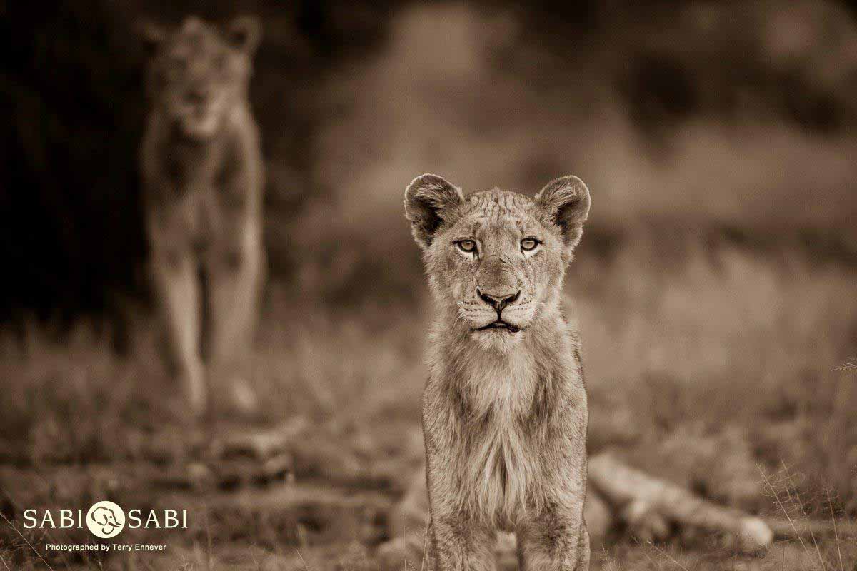 06Terry Ennever Mhangeni 201861 3 Final