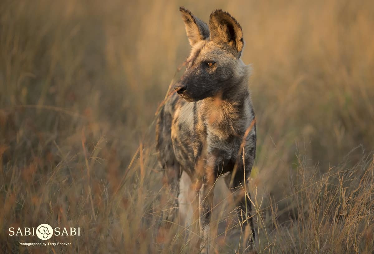 06Terry Ennever Wild Dog 2018512 2 Final