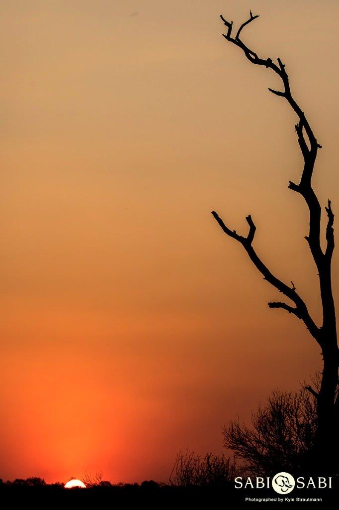 47Kyle Tree Sunset Final 1 47Kyle Tree Sunset Final 1