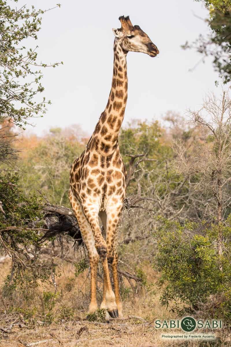 01Frederik Aucamp Giraffe 00 Final 01Frederik Aucamp Giraffe 00 Final