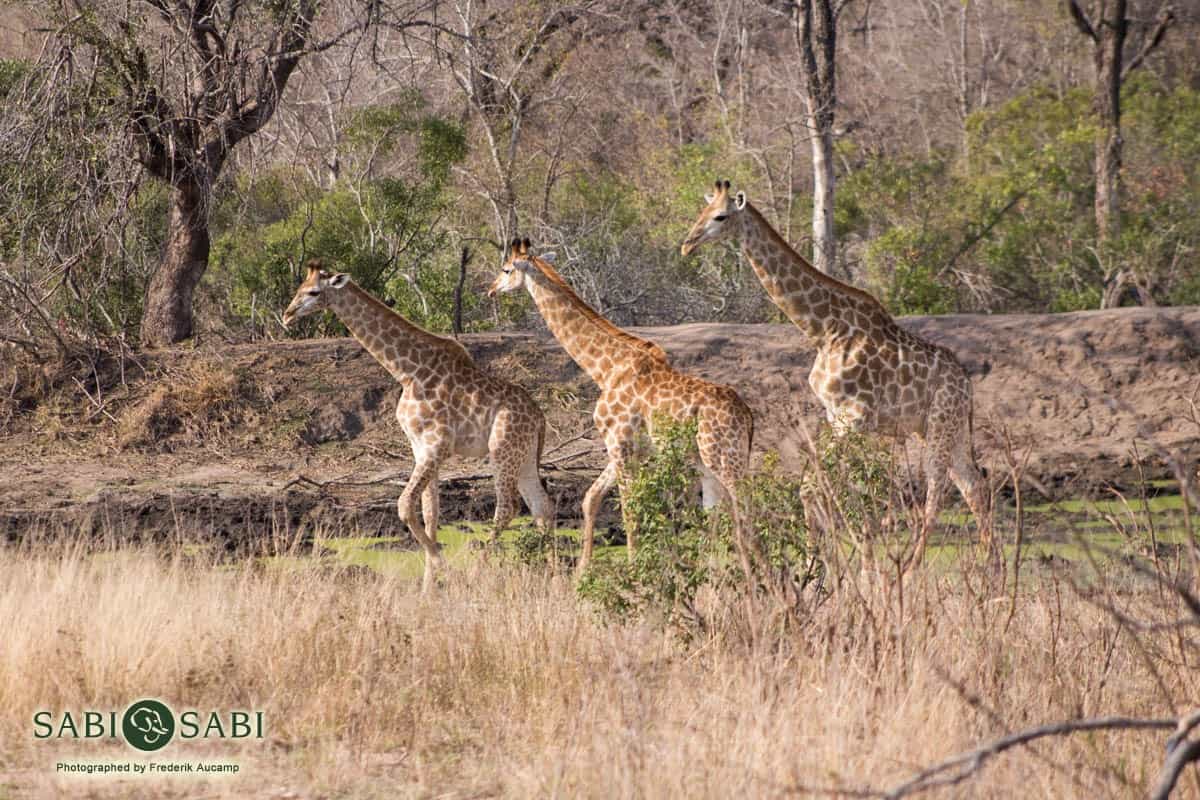 02Frederik Aucamp Giraffe 04 Final 02Frederik Aucamp Giraffe 04 Final