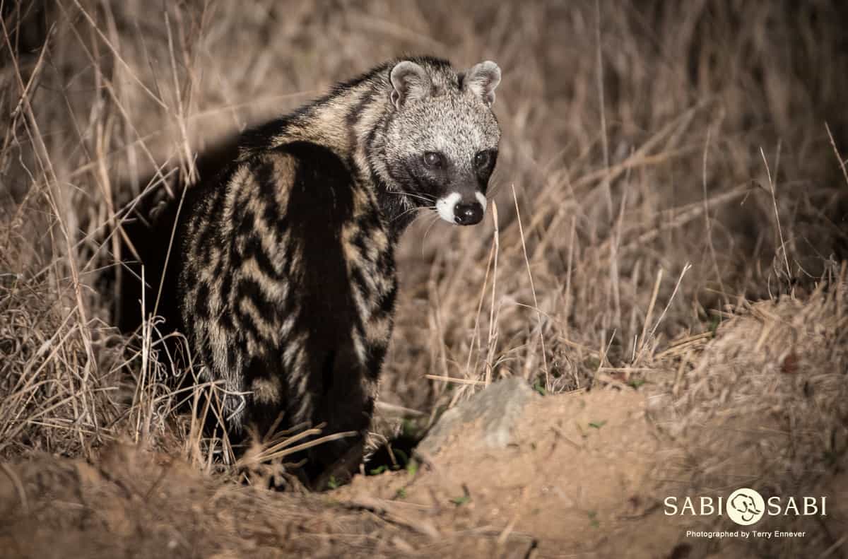 02civet.Terry Final 02civet.Terry Final