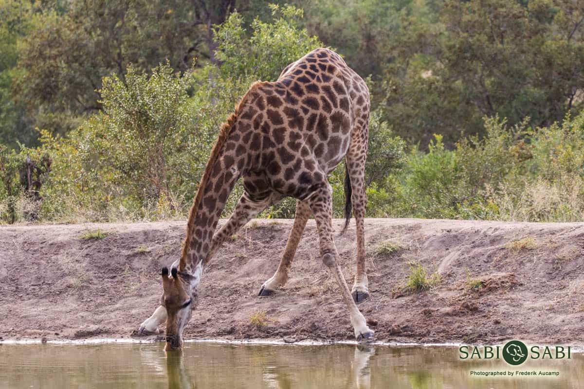 03Frederik Aucamp Giraffe 02 Final 03Frederik Aucamp Giraffe 02 Final