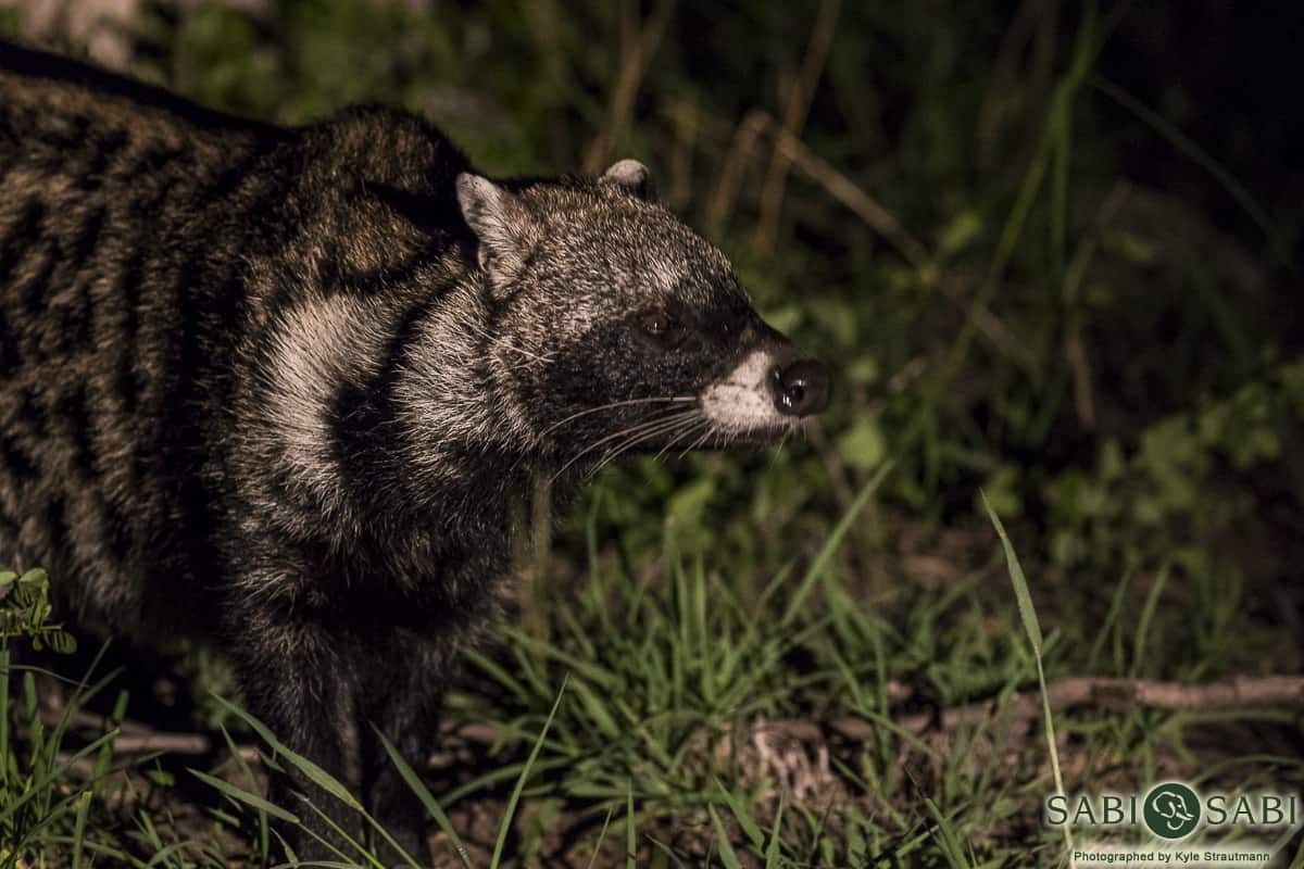 03Kyle African Civet Final 03Kyle African Civet Final