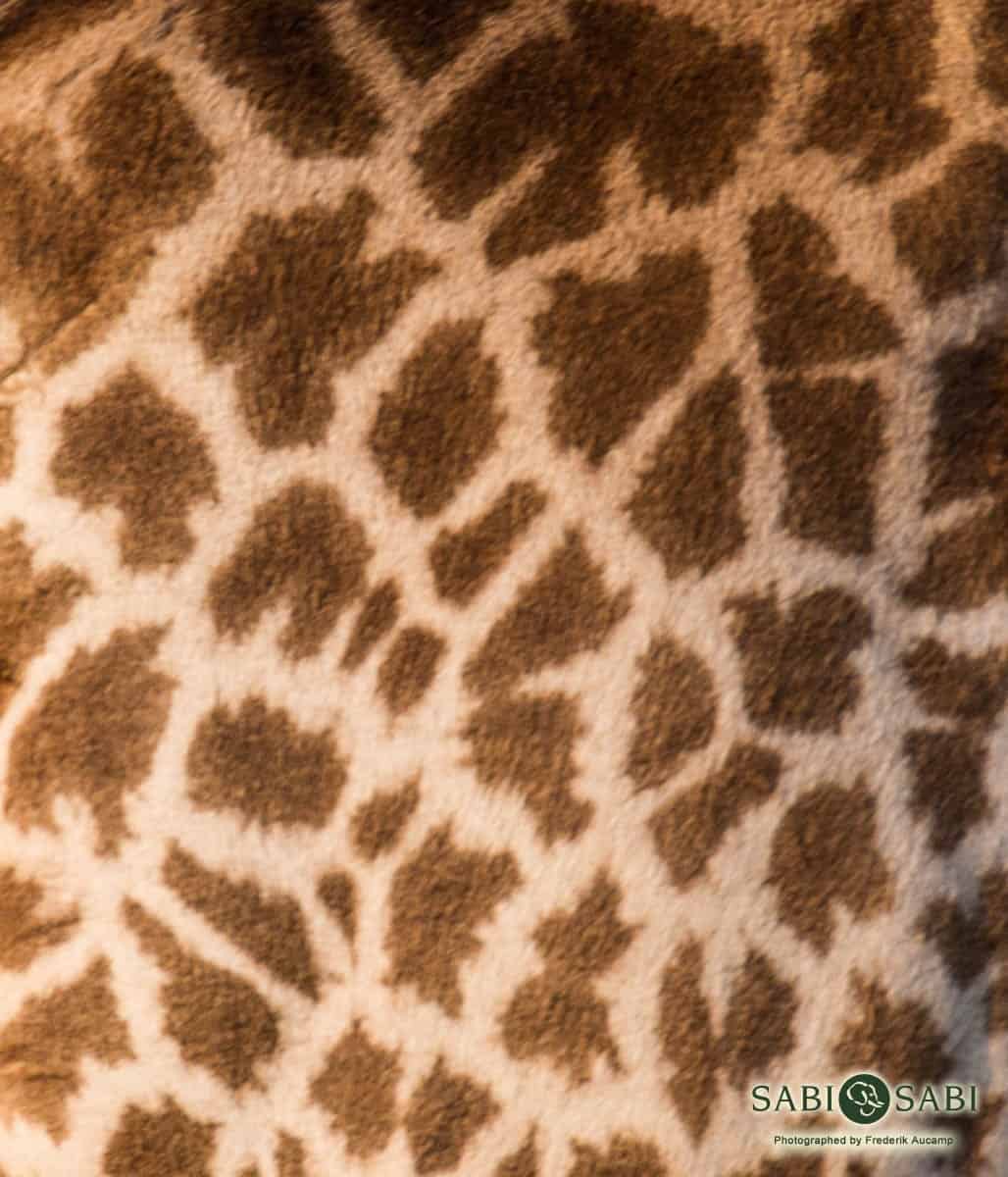 04Frederik Aucamp Giraffe 01 Final 04Frederik Aucamp Giraffe 01 Final