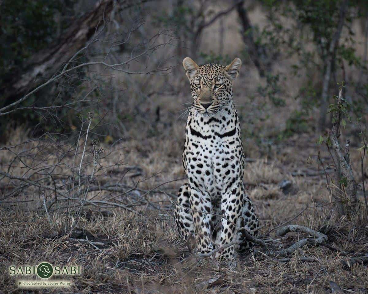 08Louise Murray Msultlu 26072018 3 Final
