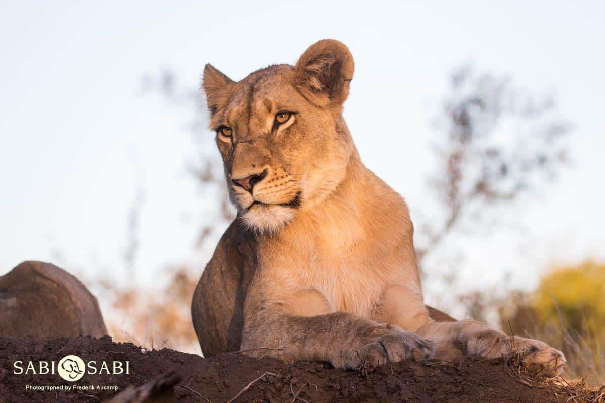 23Frederik Aucamp 2 SP 3 Final