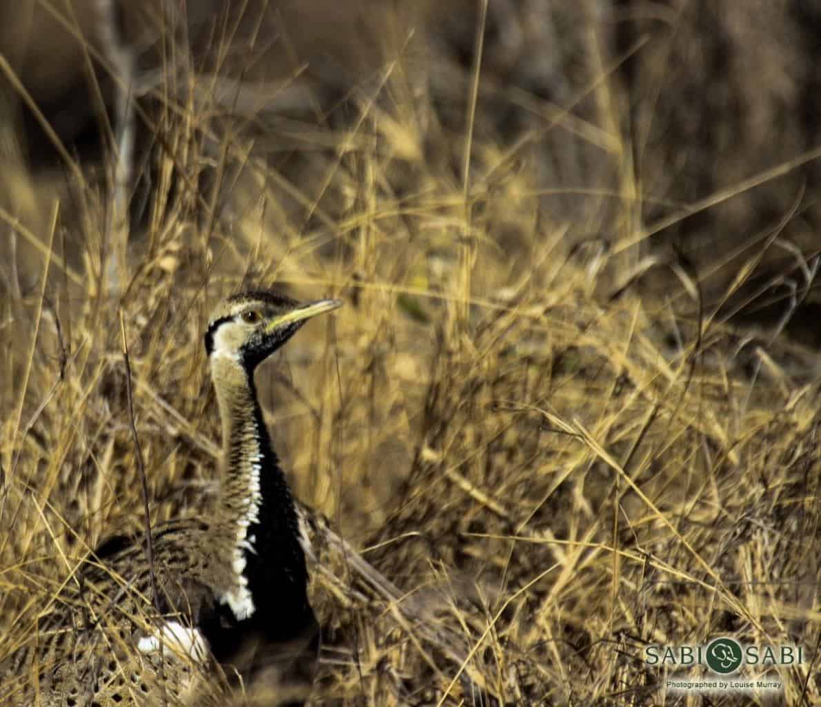 23Louise Murray Black Bellied Bustard 26072018 Final 23Louise Murray Black Bellied Bustard 26072018 Final