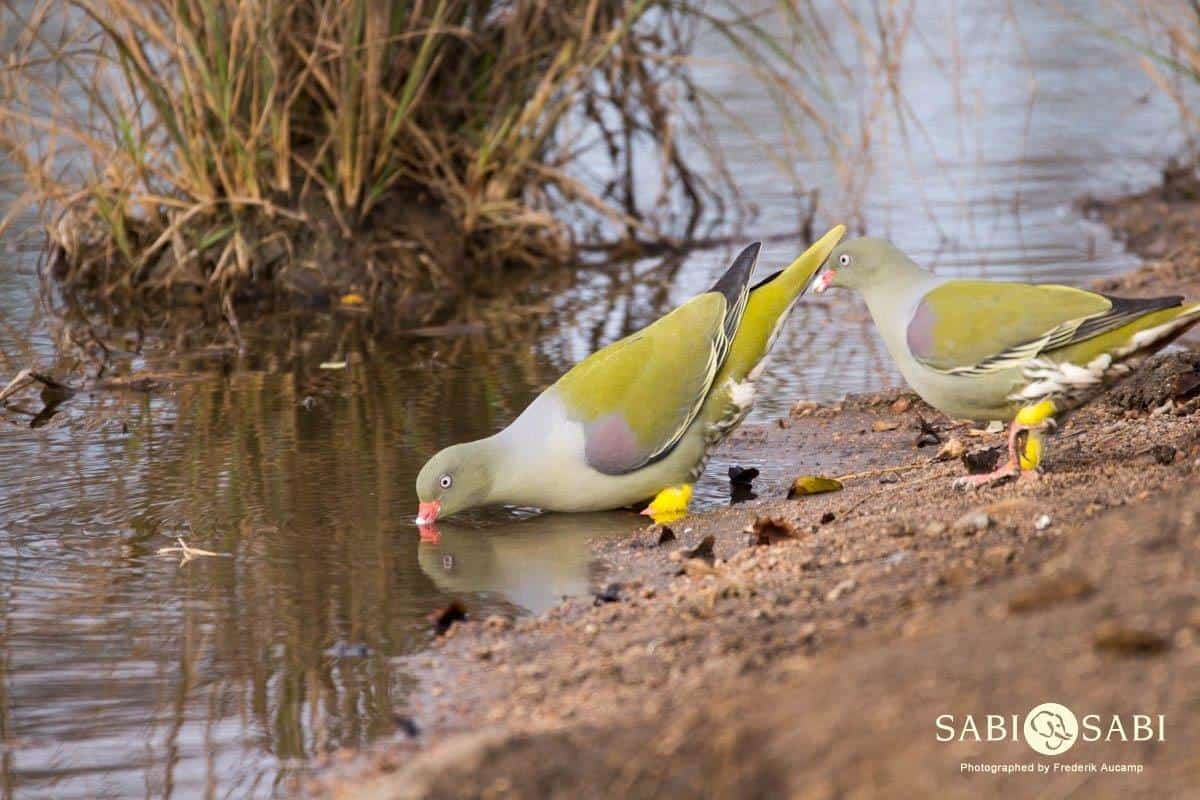 24Frederik Aucamp African Green Pigeon Final 24Frederik Aucamp African Green Pigeon Final