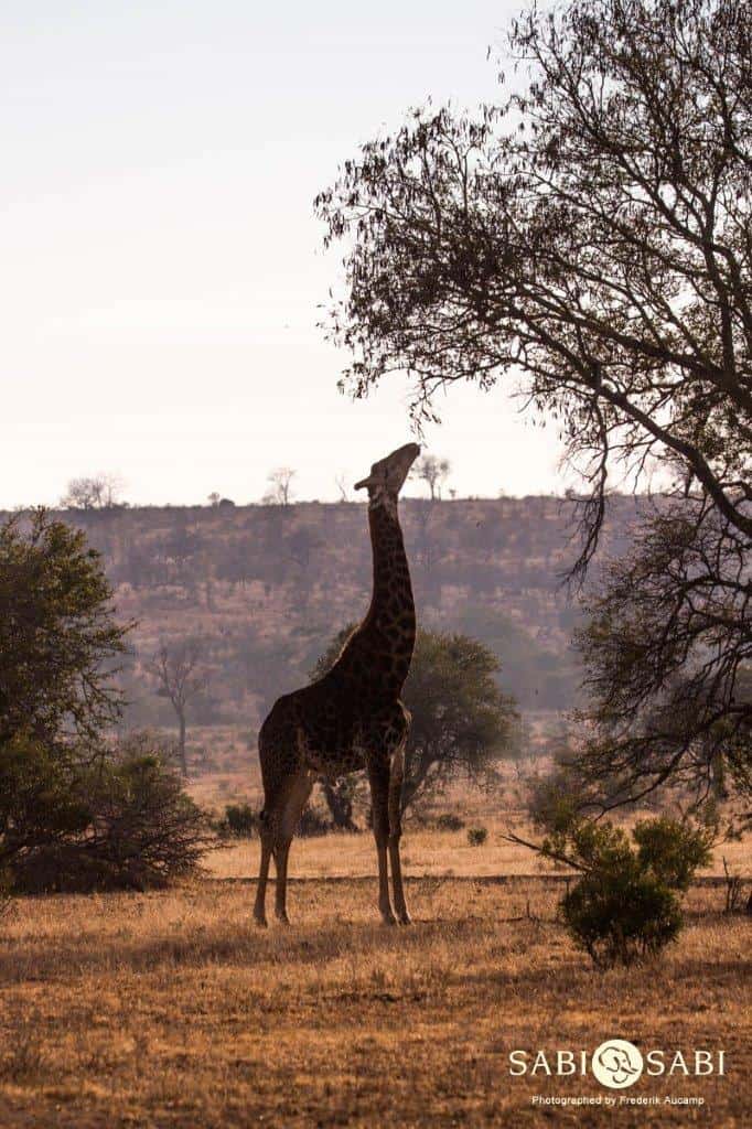 25Frederik Aucamp Giraffe 00 Final 25Frederik Aucamp Giraffe 00 Final