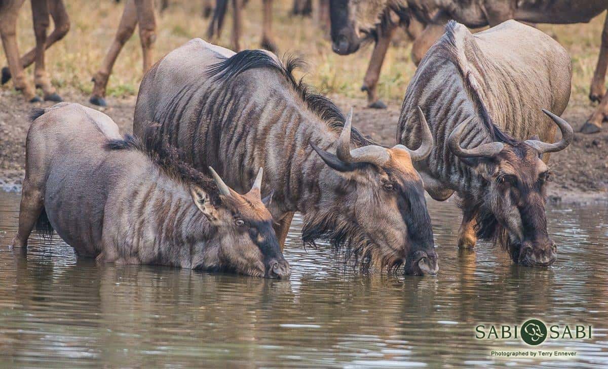 28Terry Ennever Wildebeest Trio Final 28Terry Ennever Wildebeest Trio Final