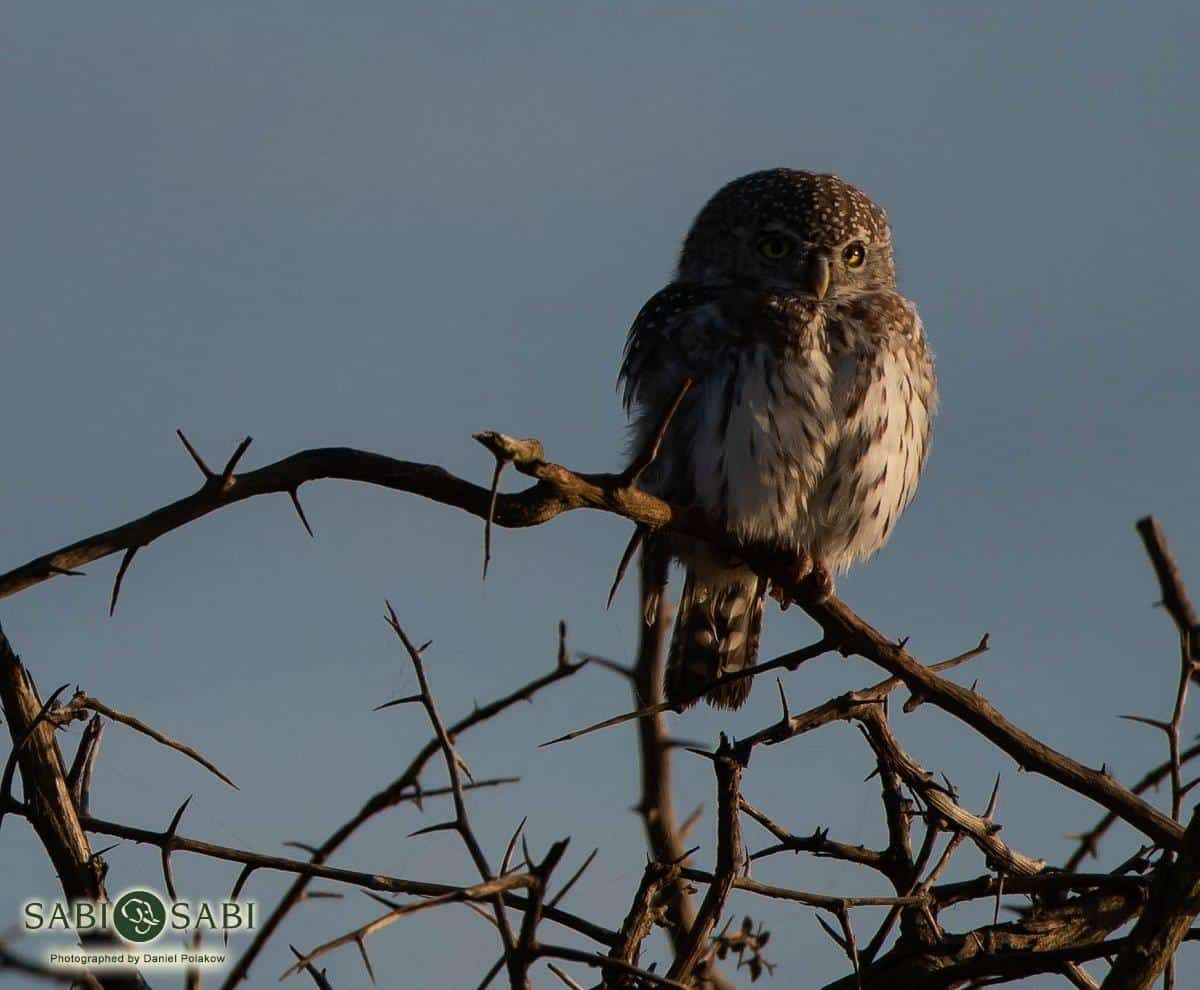 33Daniel Polakow Pearl Spotted Owlet Final 33Daniel Polakow Pearl Spotted Owlet Final