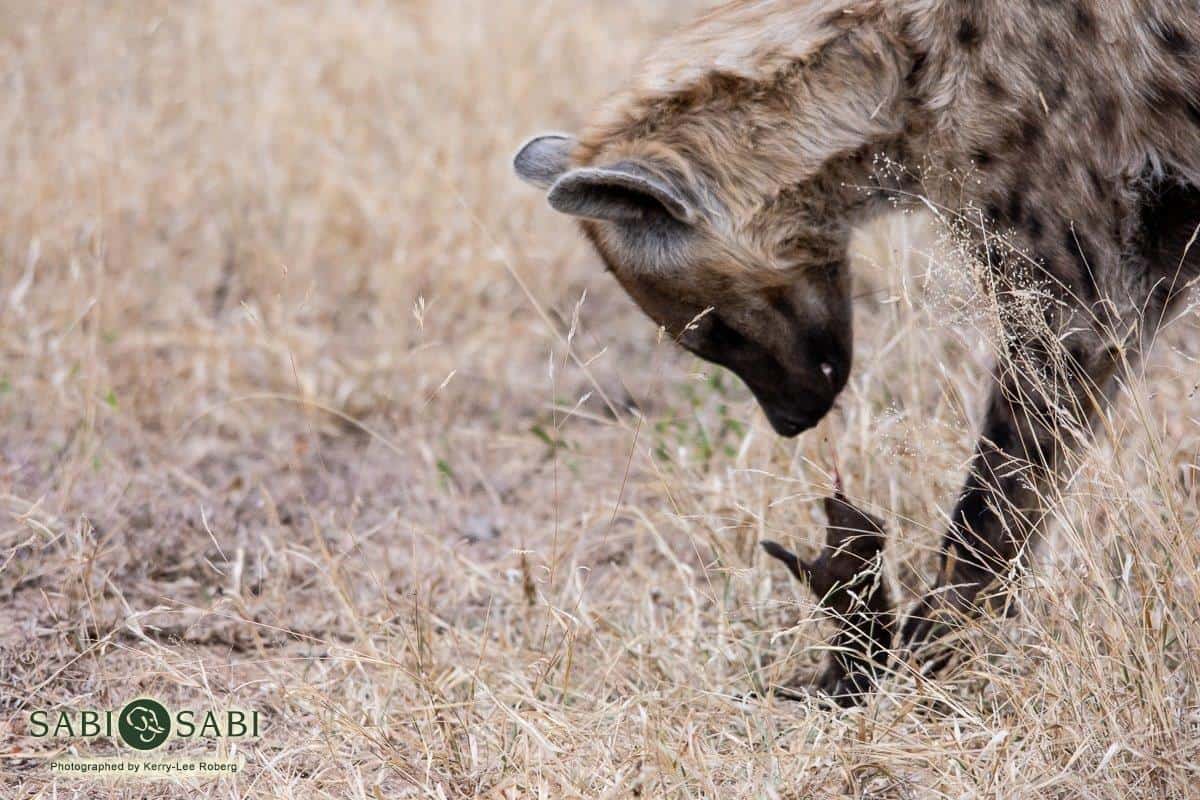 38Kerry Lee Roberg Hyena Mongoose Final