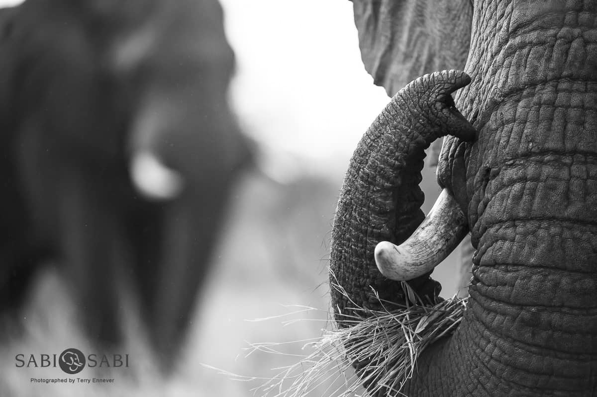 Terry Ennever Elephant Tusk Final Terry Ennever Elephant Tusk Final