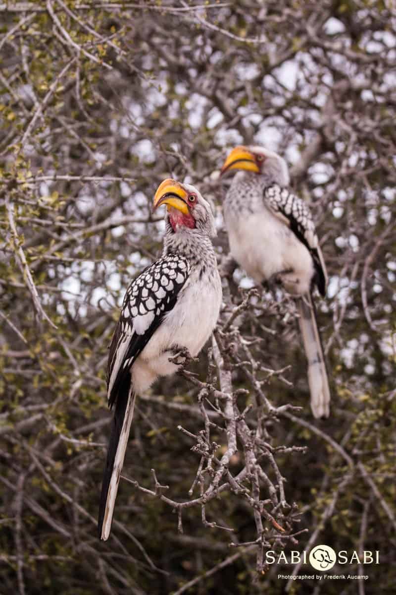 01Frederik Aucamp Southern Yellow Billed Hornbill Final 01Frederik Aucamp Southern Yellow Billed Hornbill Final