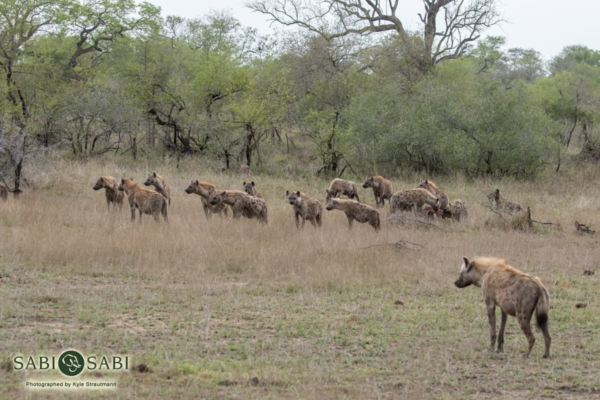 01Kyle 15 Nov Hyena Stolen Zebra Final