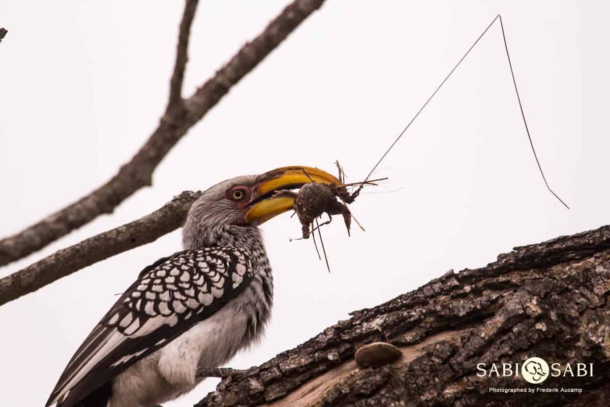 02Frederik Aucamp Southern Yellow Billed Hornbill 00 Final 02Frederik Aucamp Southern Yellow Billed Hornbill 00 Final