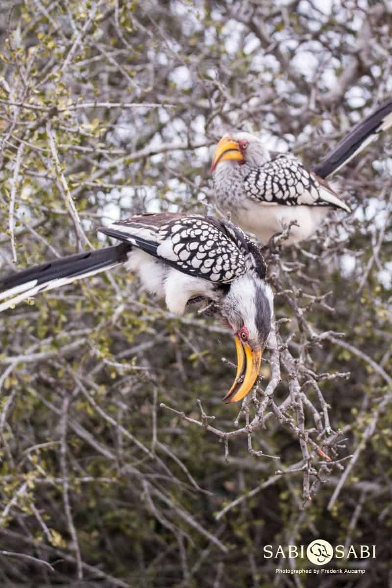 03Frederik Aucamp Southern Yellow Billed Hornbill 1 Final 03Frederik Aucamp Southern Yellow Billed Hornbill 1 Final