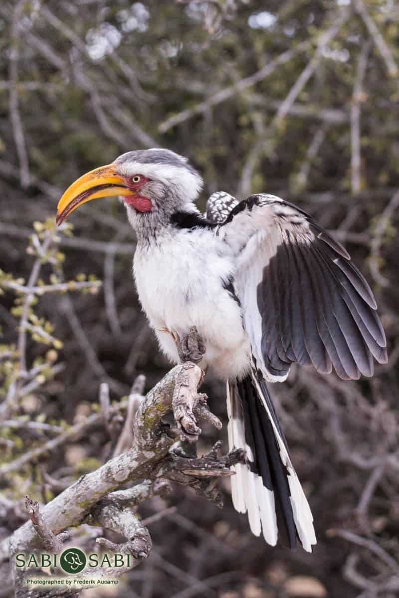 04Frederik Aucamp Southern Yellow Billed Hornbill 2 Final 04Frederik Aucamp Southern Yellow Billed Hornbill 2 Final