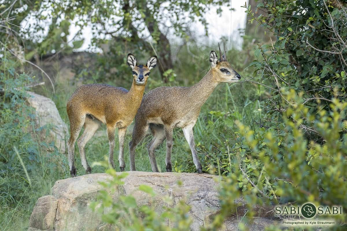 07Kyle 7 March Klipspringer 2 Final 07Kyle 7 March Klipspringer 2 Final