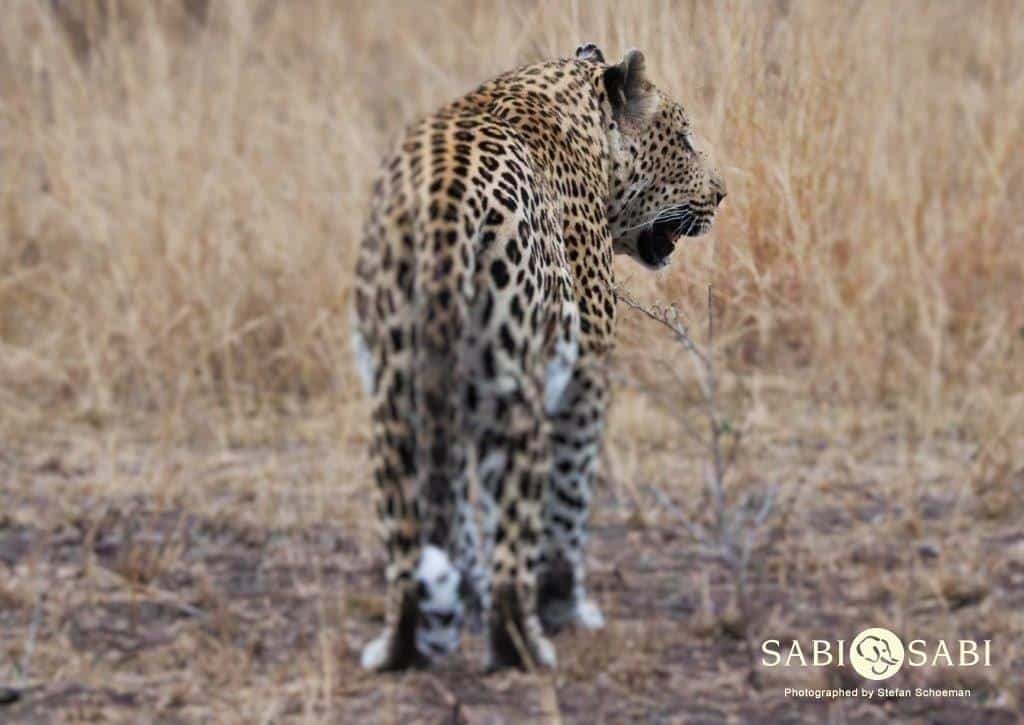 16Stefan Schoeman Max 22082018 1 Final