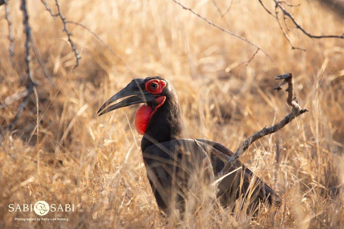 29 Kerry Lee Roberg Southern Ground Hornbill1 Final 29 Kerry Lee Roberg Southern Ground Hornbill1 Final