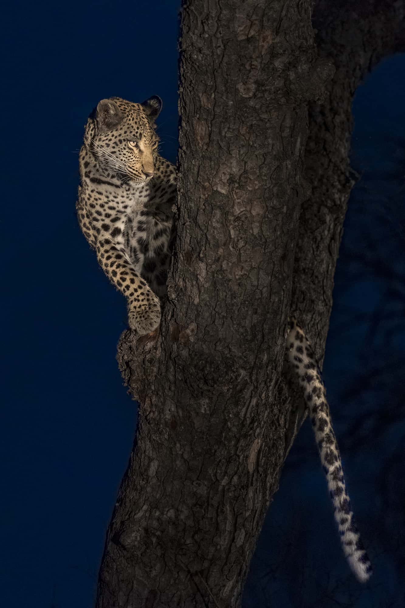40 Photo Francois Malan Female Tree 2018819 2 40 Photo Francois Malan Female Tree 2018819 2