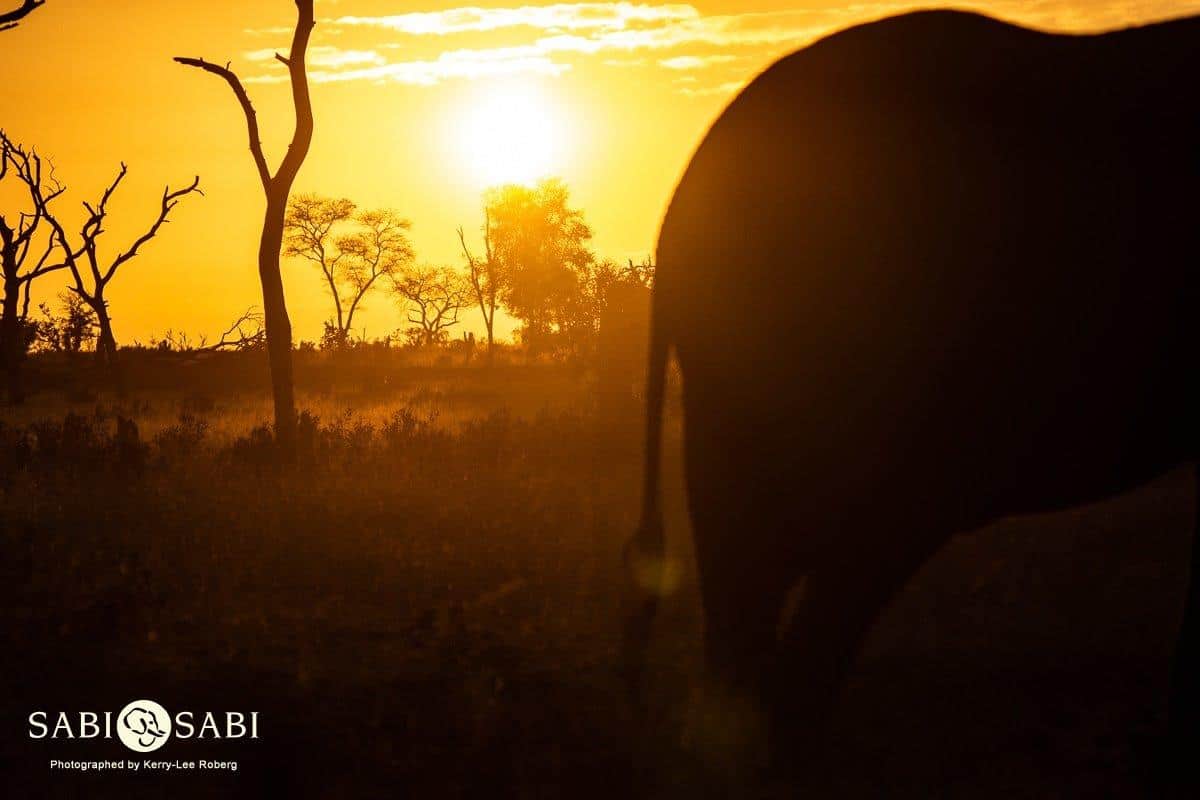 41 Kerry Lee Roberg Elephant Sunset Final 41 Kerry Lee Roberg Elephant Sunset Final