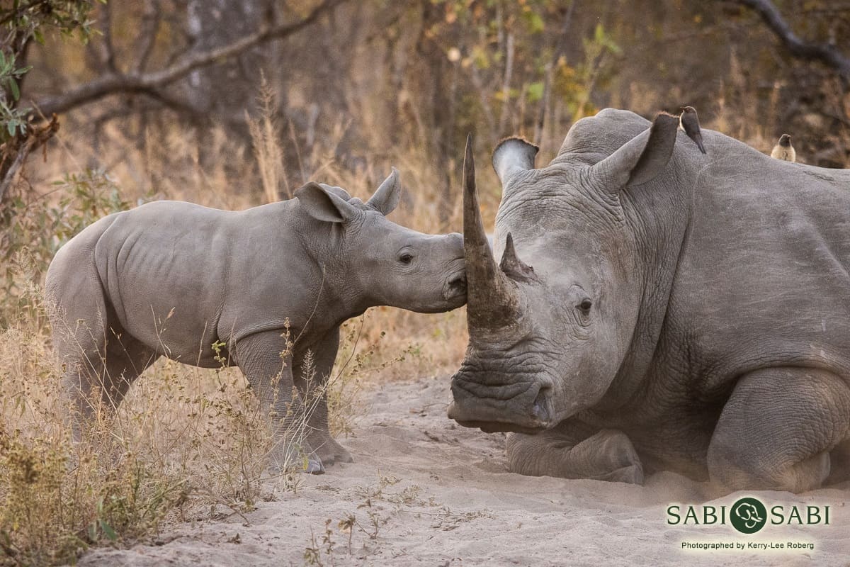 Kerry Lee Roberg Rhino Calf Final Kerry Lee Roberg Rhino Calf Final