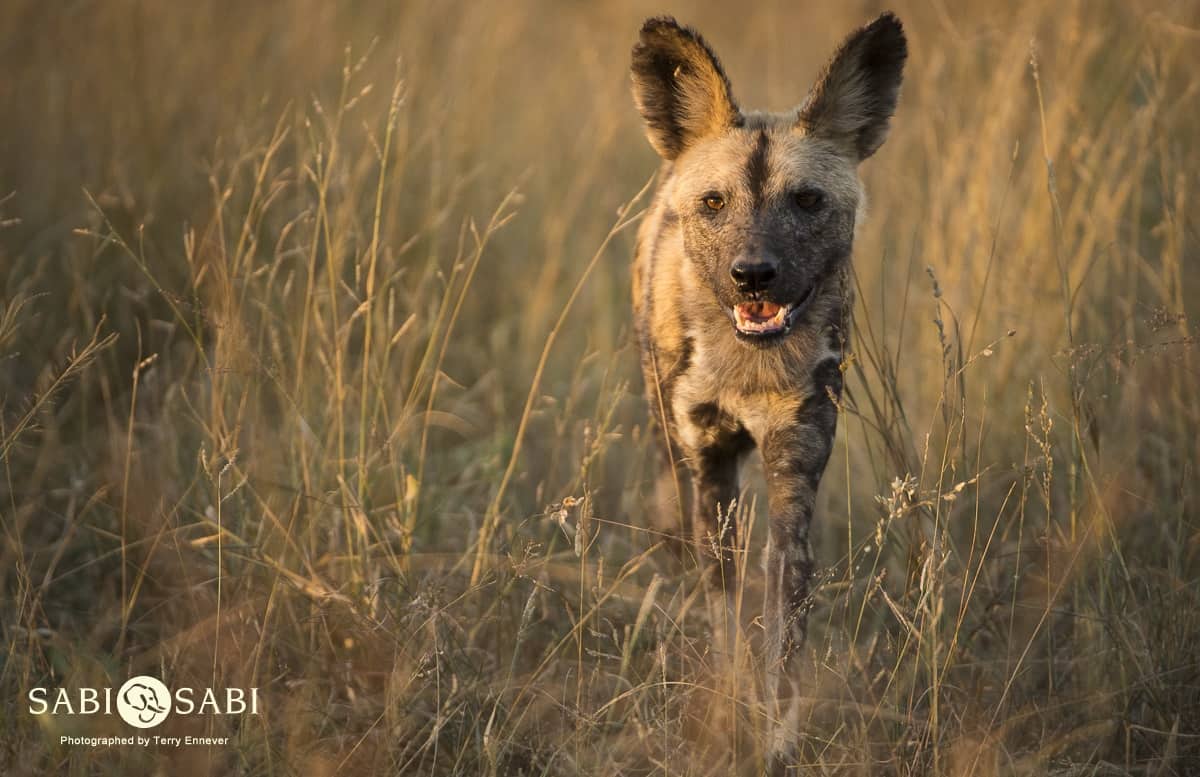 Terry Ennever Wild Dog Final Terry Ennever Wild Dog Final