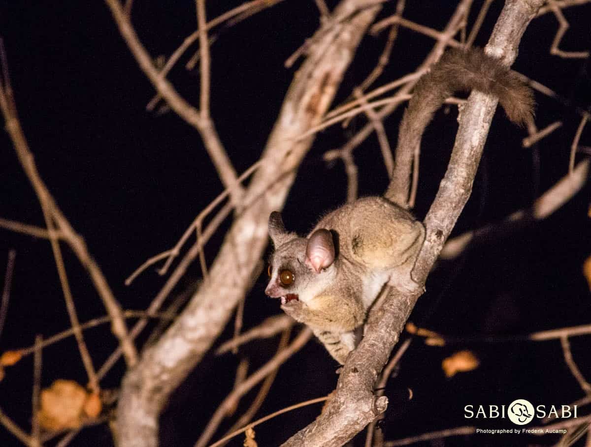 01Frederik Aucamp Lesser Bush Baby 1 Final 01Frederik Aucamp Lesser Bush Baby 1 Final