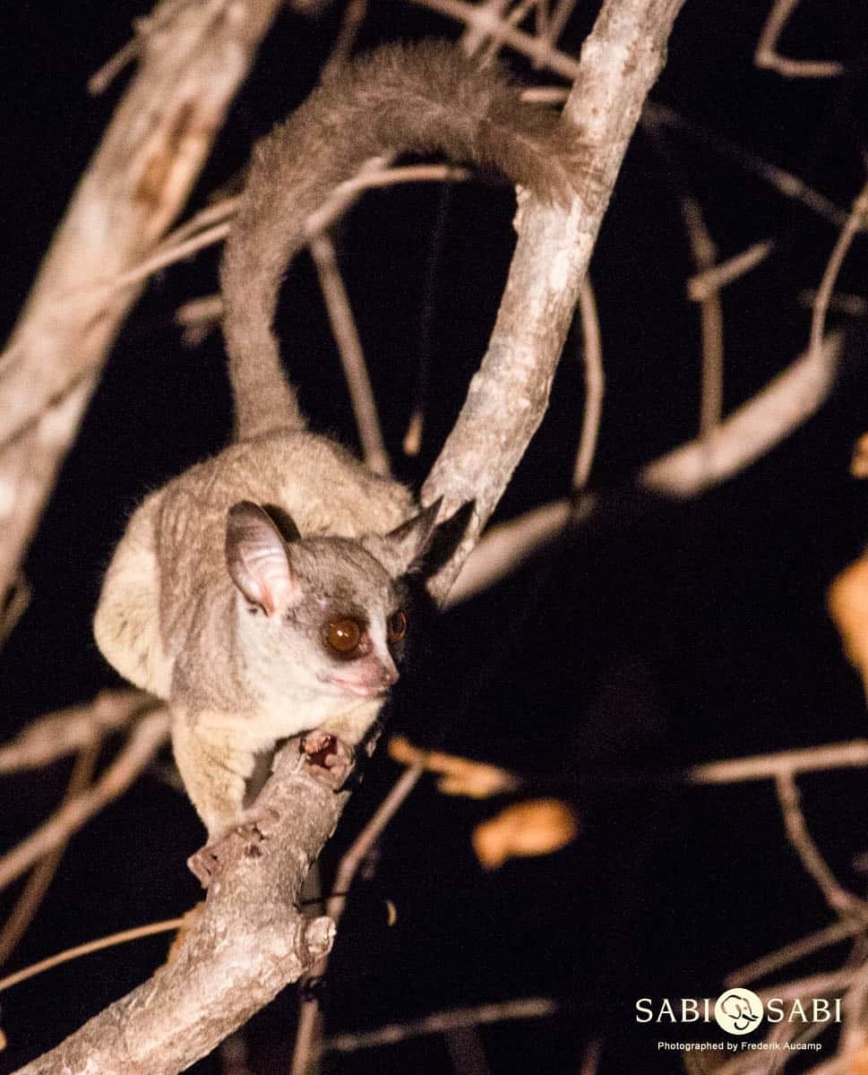 03Frederik Aucamp Lesser Bush Baby 3 Final 03Frederik Aucamp Lesser Bush Baby 3 Final