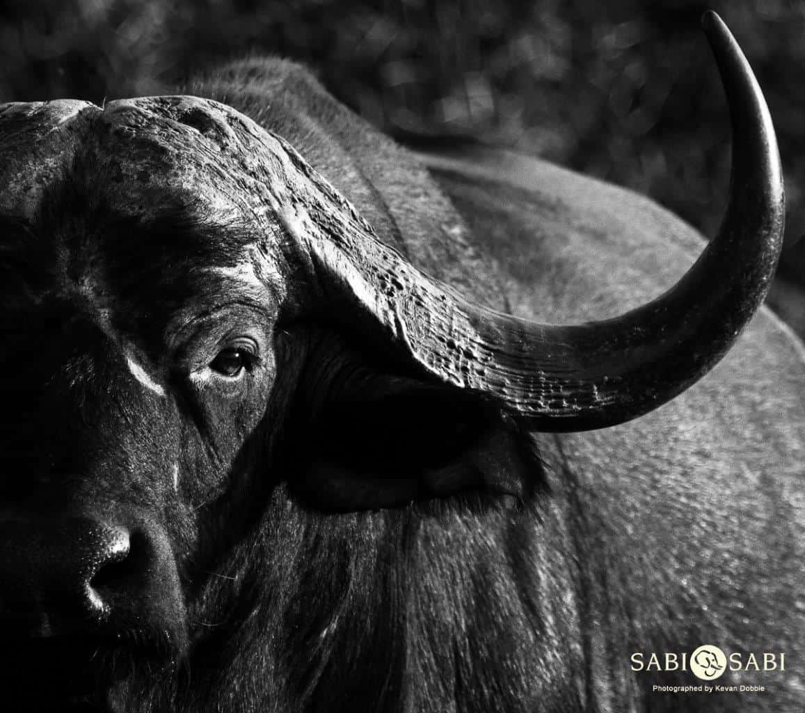 03Kevan Dobbie Buffalo 230818 2 Final