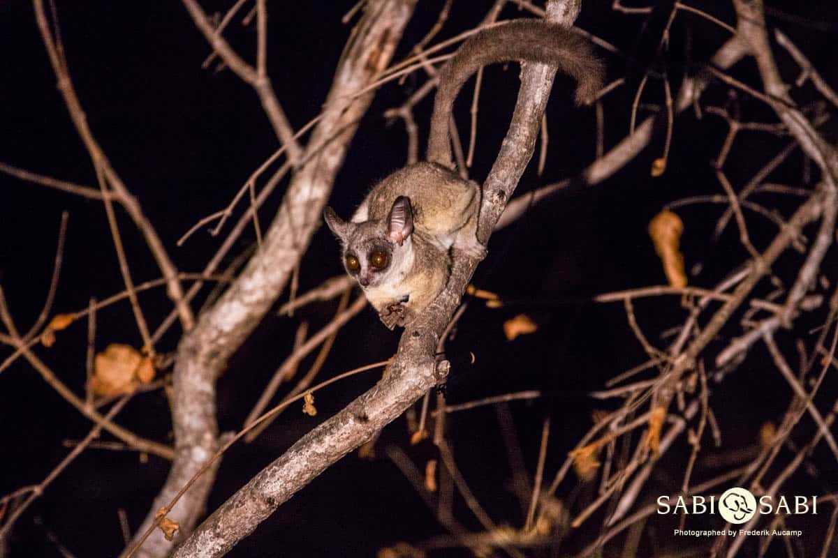 Lesser Bushbaby Sabi Sabi Private Game Reserve Blog