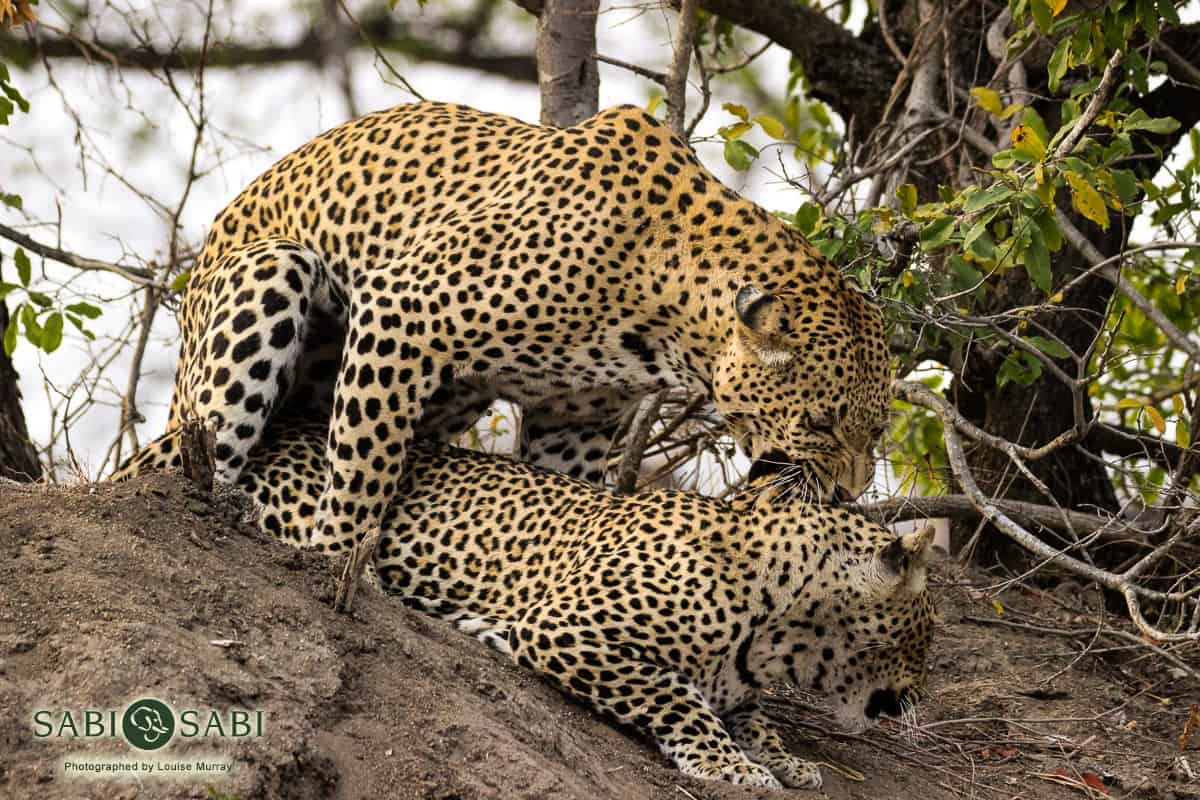 04Louise Murray 07092018 White Dam And Msuthlu Final