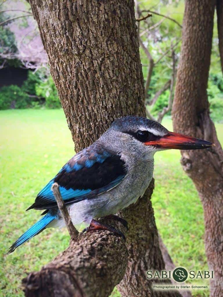 10Stefan Schoeman Woodland Kingfisher Final