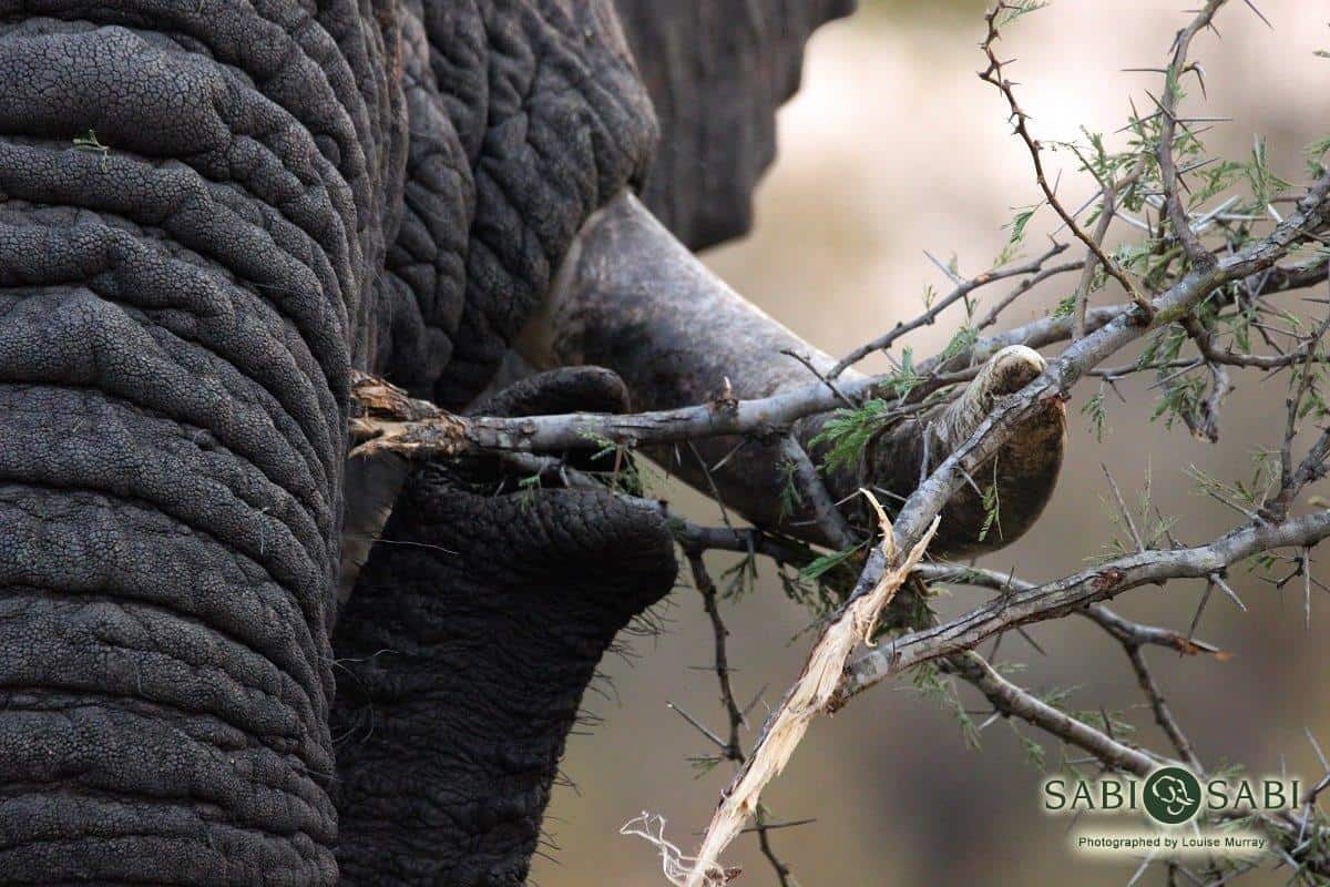 11Louise Murray Elephant 07082018 3 Final