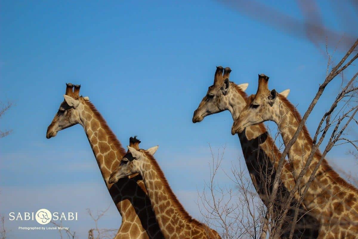 14Louise Murray 31082018 Giraffe 1 Final