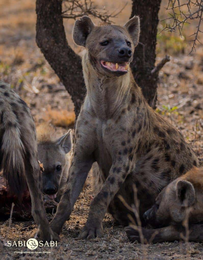 25Kevan Dobbie Hyena 250918 2 Final 1