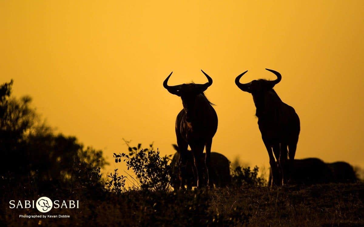40Kevan Dobbie Wildebeest 170818 Final 40Kevan Dobbie Wildebeest 170818 Final