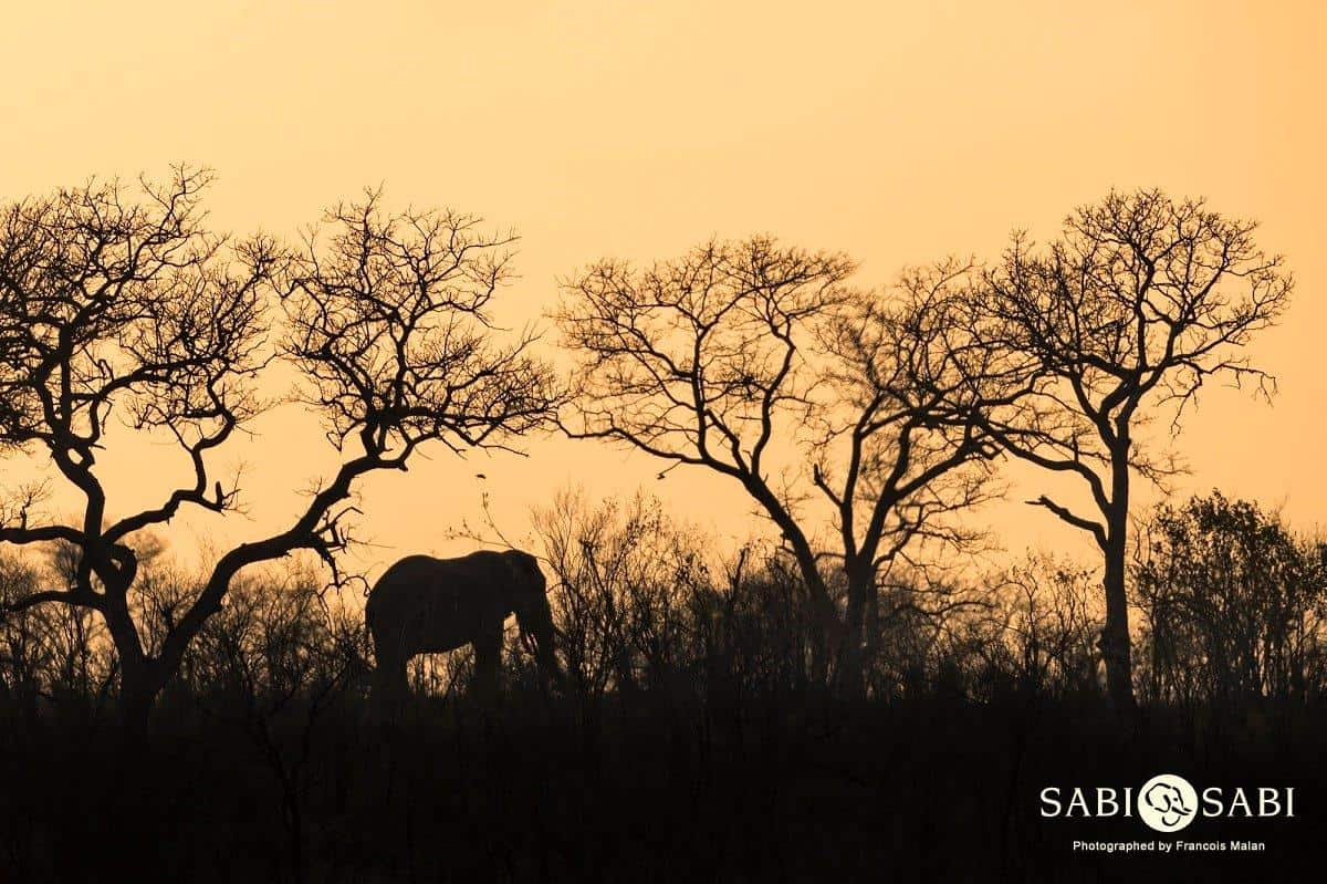 43Francois Malan Elephant Sunset 1 Of 1 Final 43Francois Malan Elephant Sunset 1 Of 1 Final