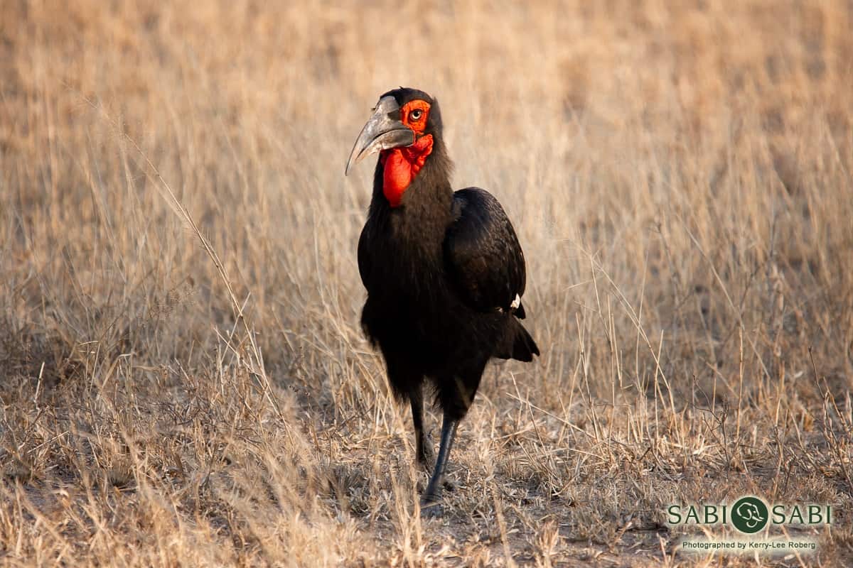 Kerry Lee Roberg Southern Ground Hornbill Pow Final