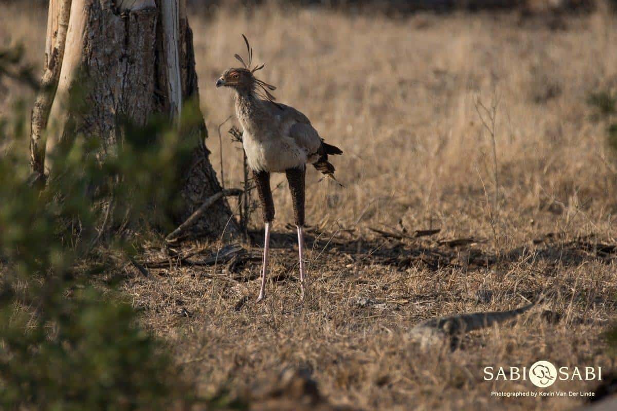 01Kevin Van Der Linde Secretary Bird 18092018 2 Final 01Kevin Van Der Linde Secretary Bird 18092018 2 Final