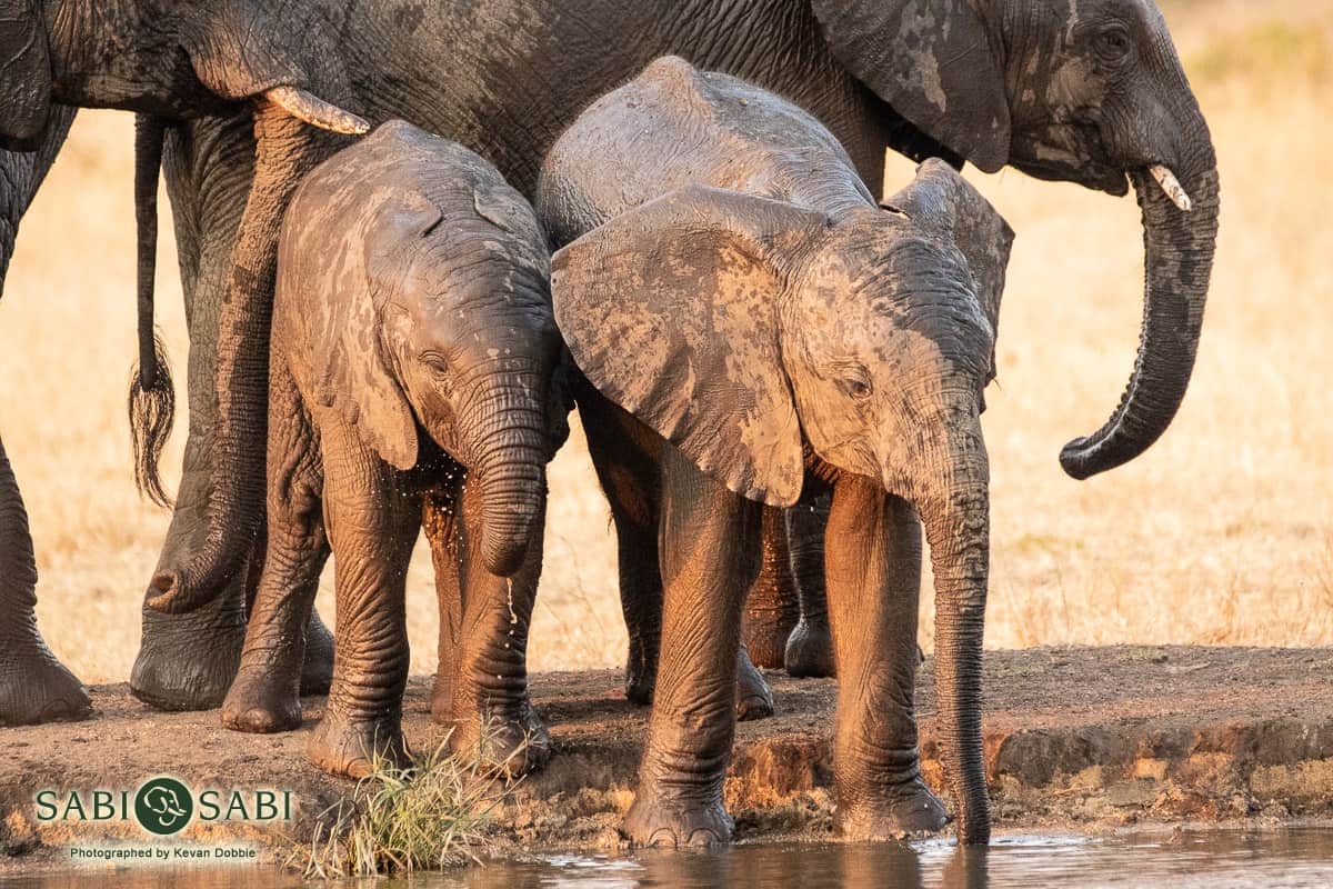 03Kevan Dobbie Elephant 021018 4 Final