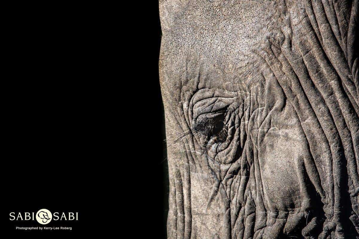 08Kerry Lee Roberg Elephant Close Up Final 08Kerry Lee Roberg Elephant Close Up Final