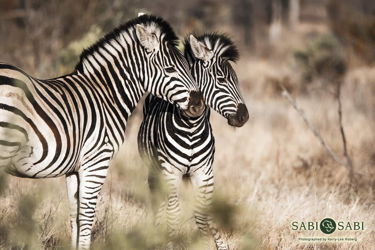 09Kerry Lee Roberg Zebras Final